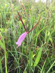 Cleistesiopsis divaricata