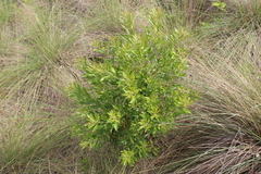 Morella cerifera