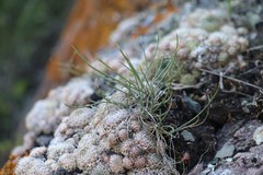 Allium rubens