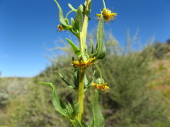 Tetragonia calycina