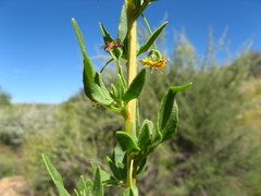 Tetragonia calycina