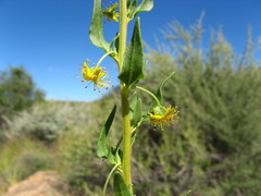 Tetragonia calycina