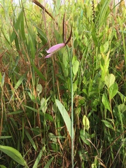 Cleistesiopsis divaricata