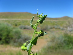 Tetragonia calycina image