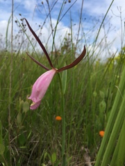 Cleistesiopsis divaricata