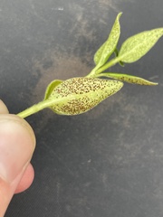 Puccinia vincae