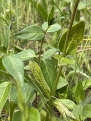 Puccinia vincae