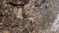 Miktoniscus