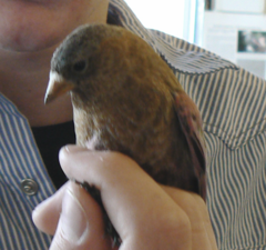 Leucosticte australis