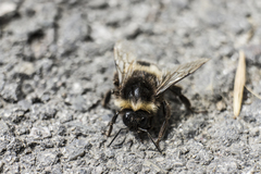 Bombus terrestris