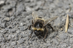 Bombus terrestris