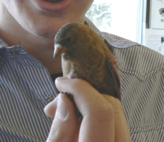Leucosticte australis