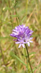 Dichelostemma congestum
