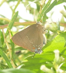 Allosmaitia strophius