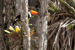 Ramphastos toco
