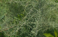 Magnoliopsida