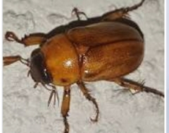 Cyclocephala lunulata