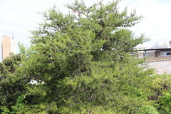 Pinus virginiana