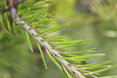 Pinus virginiana