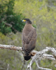 Spilornis cheela spilogaster