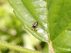 Heliophanus