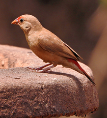 Lagonosticta senegala