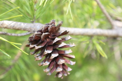 Pinus virginiana