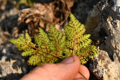Cheilanthes leucopoda