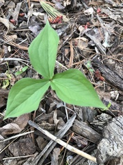 Trillium grandiflorum