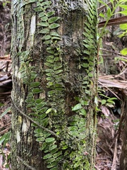 Marcgravia rectiflora