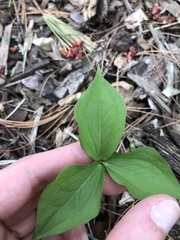 Trillium grandiflorum