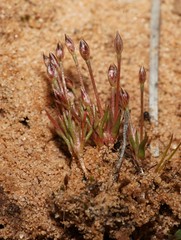 Juncus bryoides