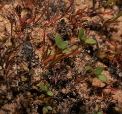 Juncus bryoides