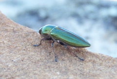 Aristosoma suturalis