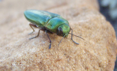 Aristosoma suturalis
