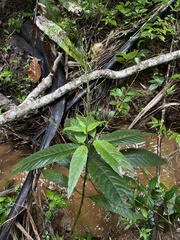 Justicia martinsoniana
