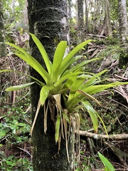 Guzmania monostachia
