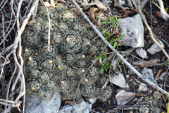 Mammillaria prolifera