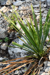 Yucca reverchonii