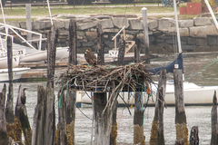 Pandion haliaetus