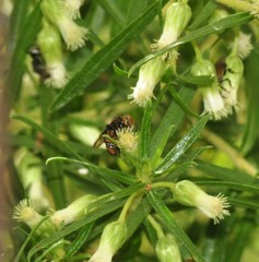 Oxytrigona tataira