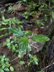 Lepidagathis alopecuroidea