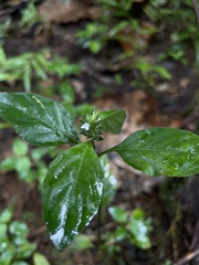Lepidagathis alopecuroidea