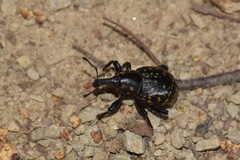 Liparus germanus