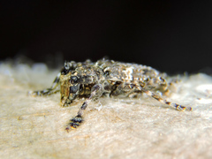 Aegomorphus albosignus