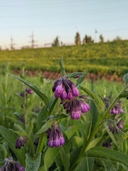 Symphytum officinale