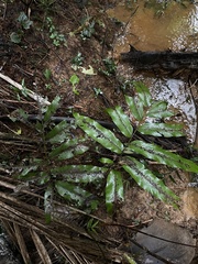 Meniscium reticulatum