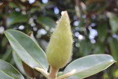 Magnolia grandiflora