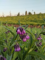 Symphytum officinale