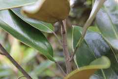 Magnolia grandiflora